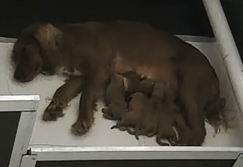 FTCH Sired Dark Red Working Cocker Pups
