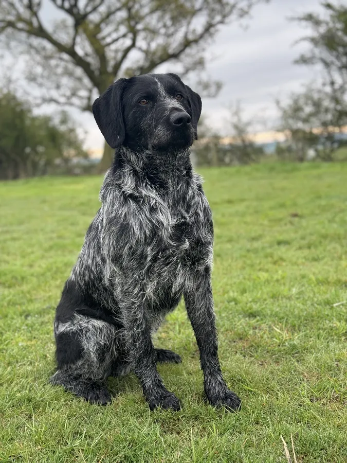 Experienced Fully Health Tested GWP at Stud