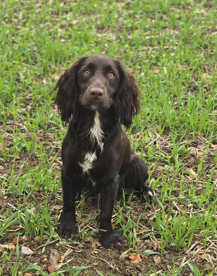 1 year old Sprocker dog