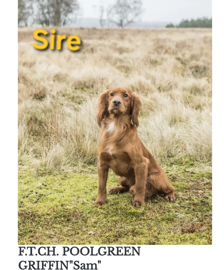 Outstanding litter of Working Cocker Spaniels FTCH sired