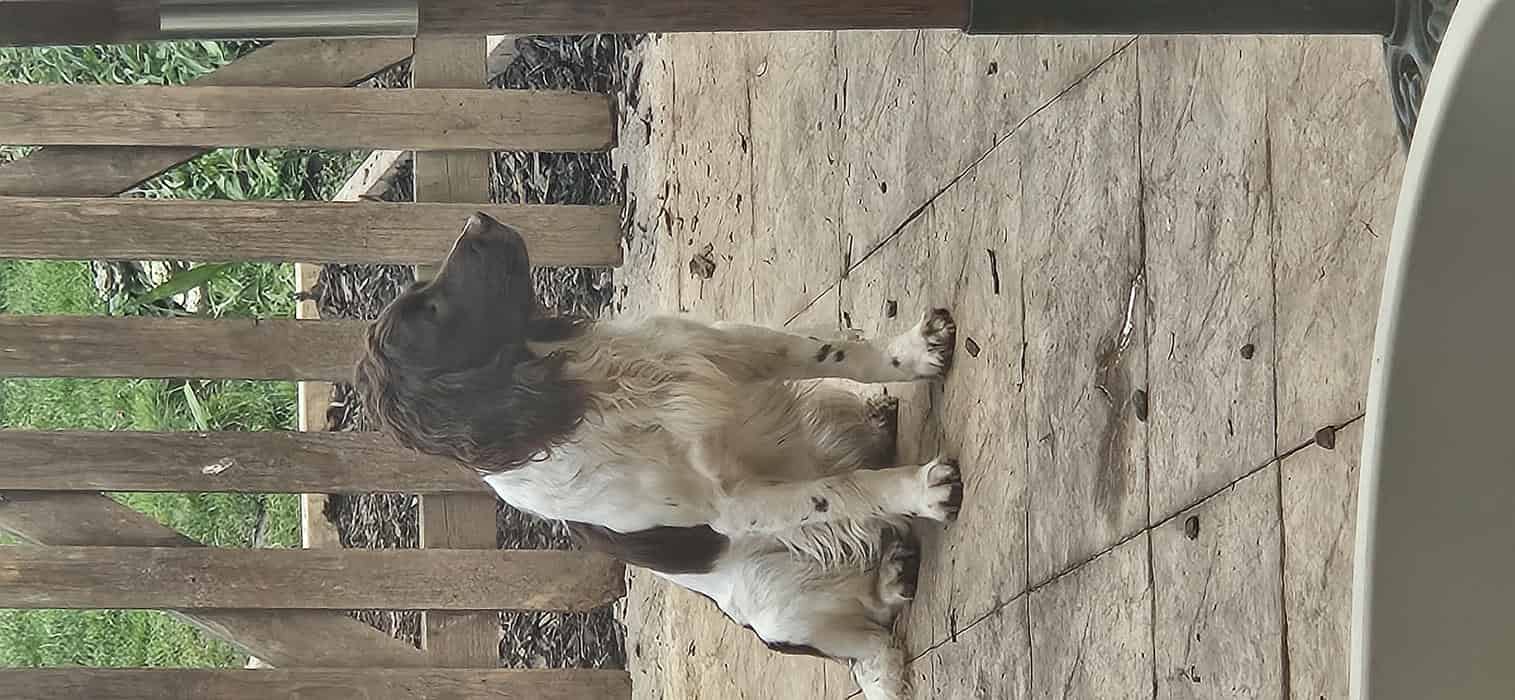 Springer Spaniel  Stud