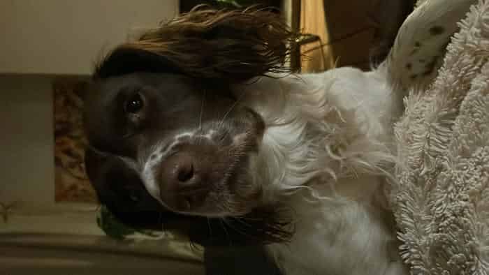 Springer Spaniel for stud - £100