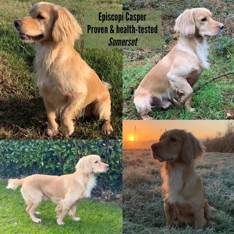 Experienced health tested KC lemon working cocker