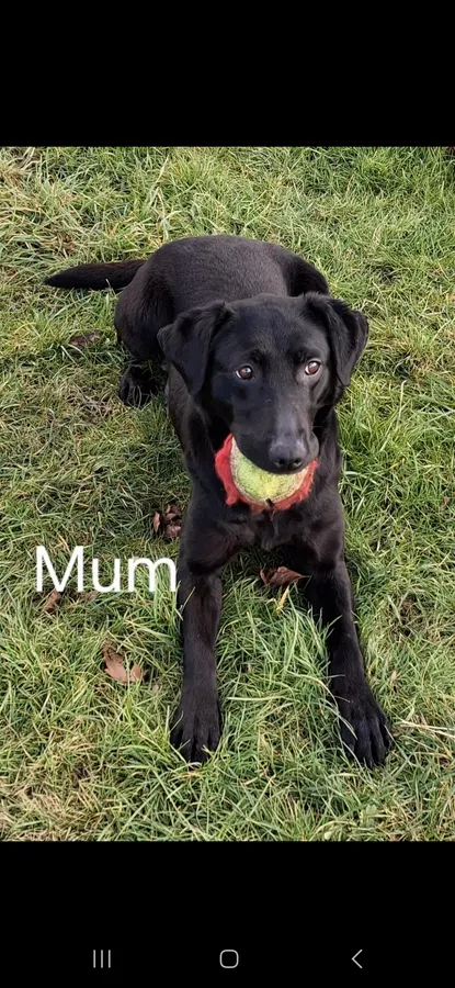 Fully health tested KC Registered Labrador puppies