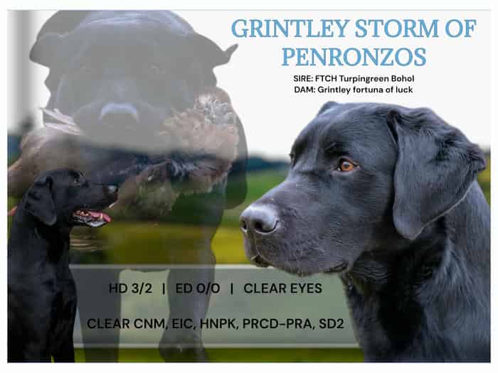 GRINTLEY STORM OF PENRONZOS