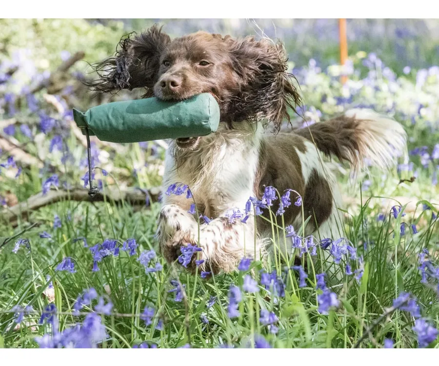 Bitch puppy for sale