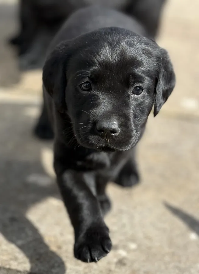 Gorgeous Kennel Club Registered Black Labrador Puppies For Sale
