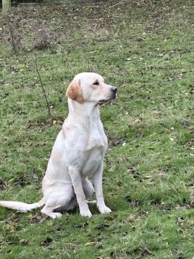 Stunning 17 month old male