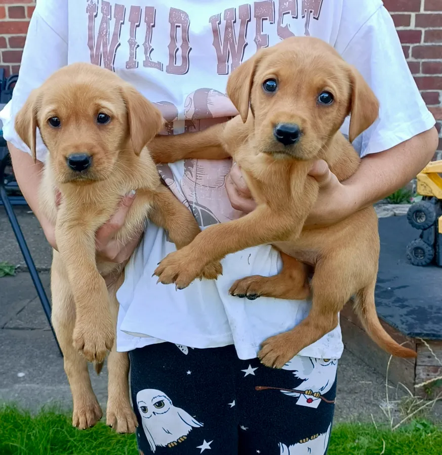 Working Labrador puppies