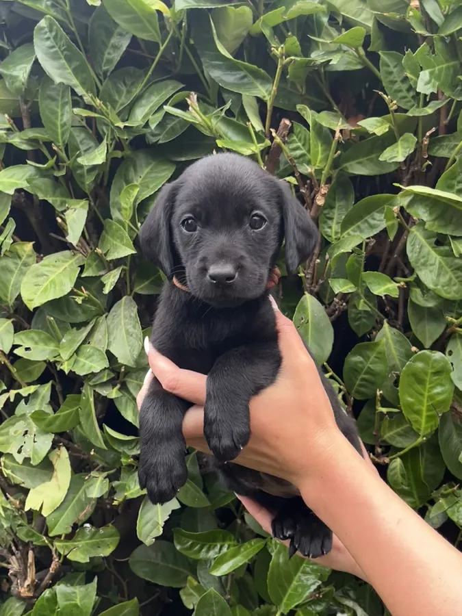 Exceptional Quality Working Labrador Retrievers