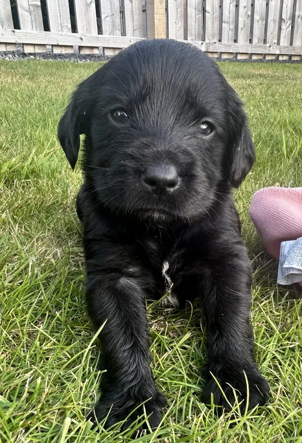 GWP x LAB puppies for sale