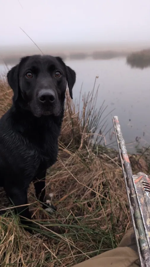 KC reg Labrador dog