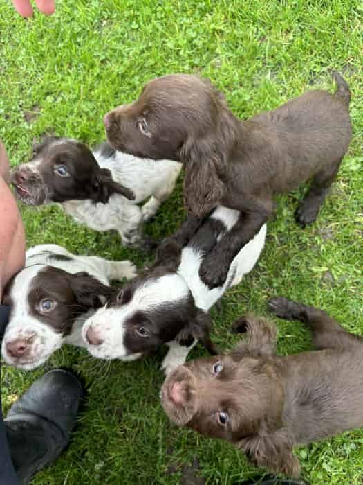 Working Cocker with 6 Successful litters
