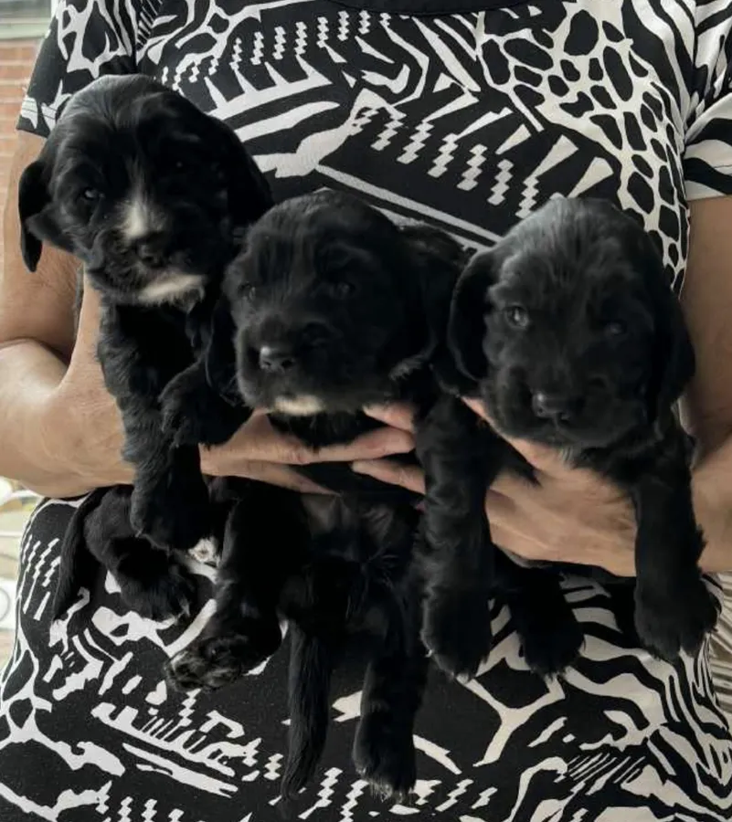 2 Black Cocker Spaniel Boys