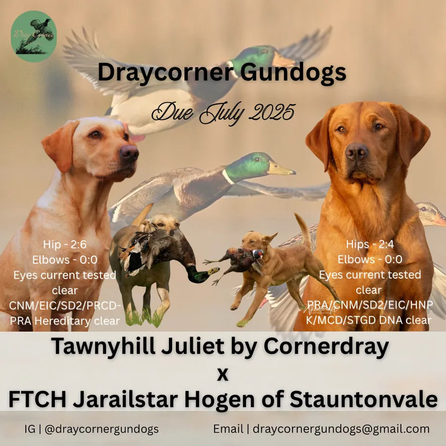Ft Ch Jarailstar Hogen of Stauntonvale X Tawnyhill Juliet by Cornerdray Labrador Puppies