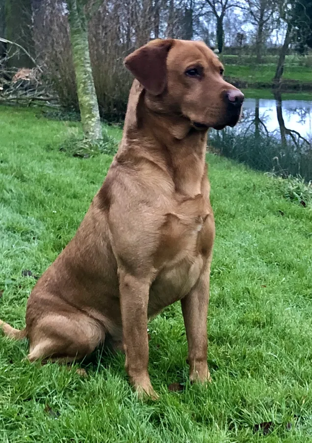 Fully health tested working labrador