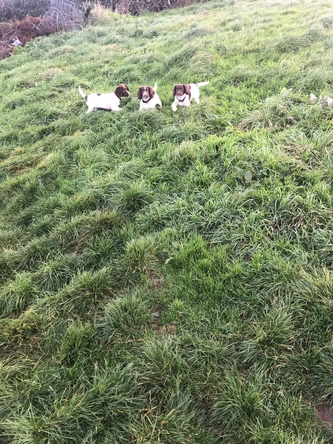 Well bred KC reg springer spaniel pups for sale