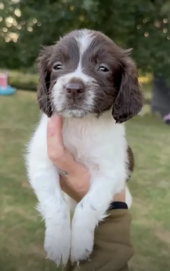 KC Springer Spainiel puppies