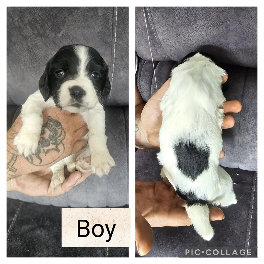 Springer Spaniel Puppies