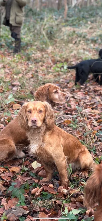 Outstanding proven working cocker spaniel stud