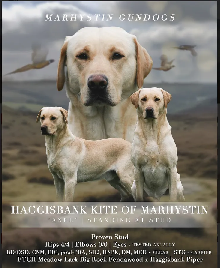 KC Registered Yellow Labrador Available at Stud