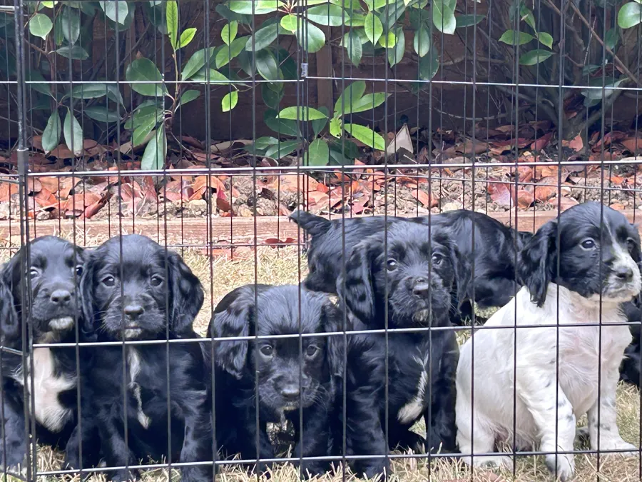Working cocker puppies