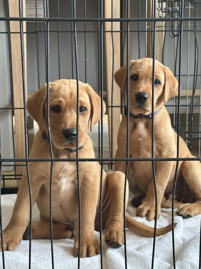 Fox Red Labrador puppies for sale