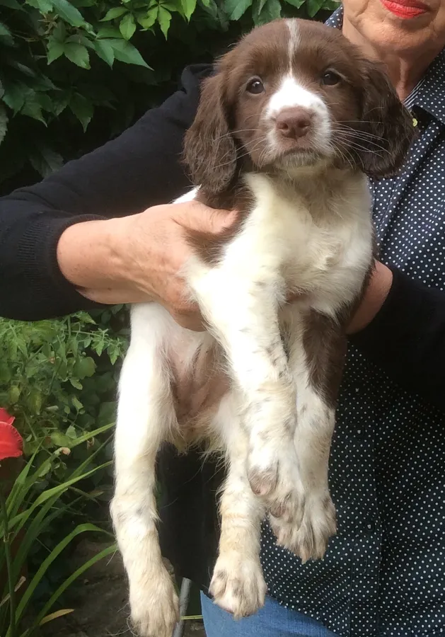 FT CH English springer spaniel pups