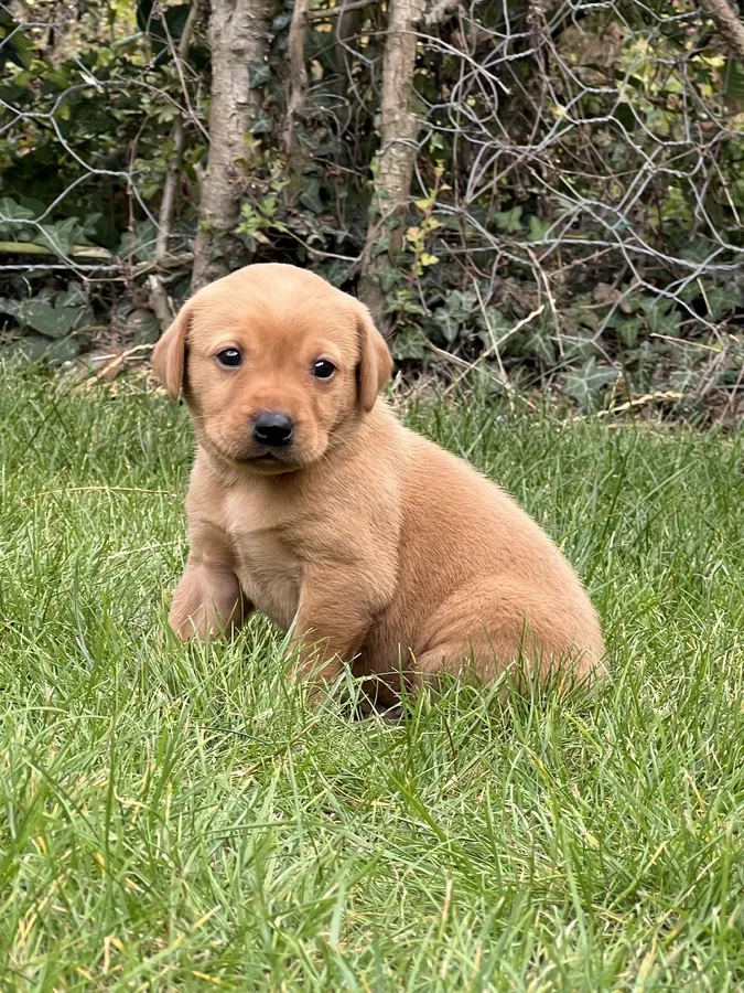Beautiful fox red Labrador pups