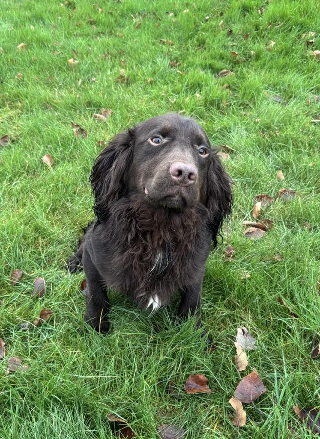 PART TRAINED COCKER SPANIEL DOG