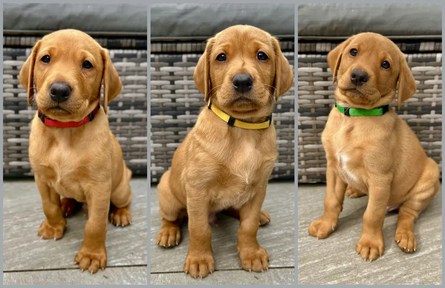 KC Registered Fully Health Tested Fox Red Labrador Puppies From Working Parents