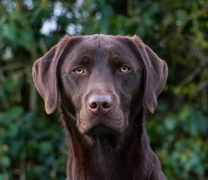 Fully health tested chocolate at stud
