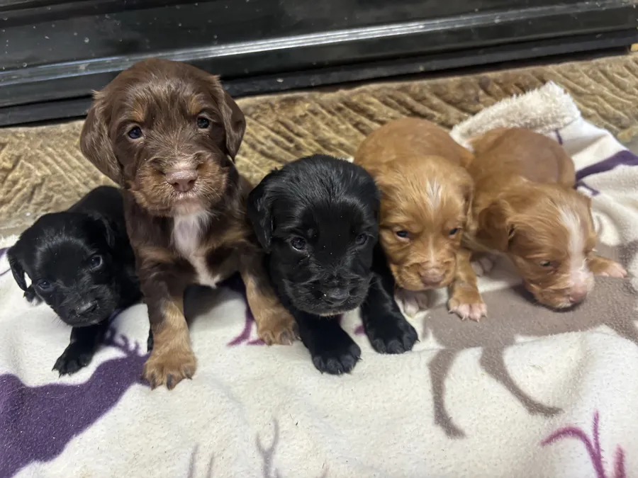 Stunning KC Cocker Spaniel pups