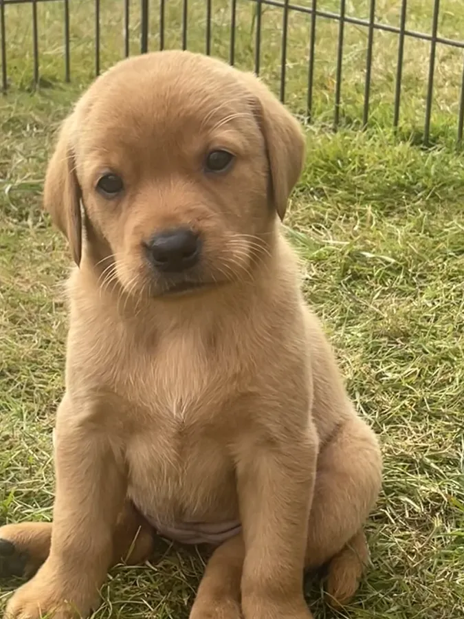 Working KC Registered Pedigree Labradors