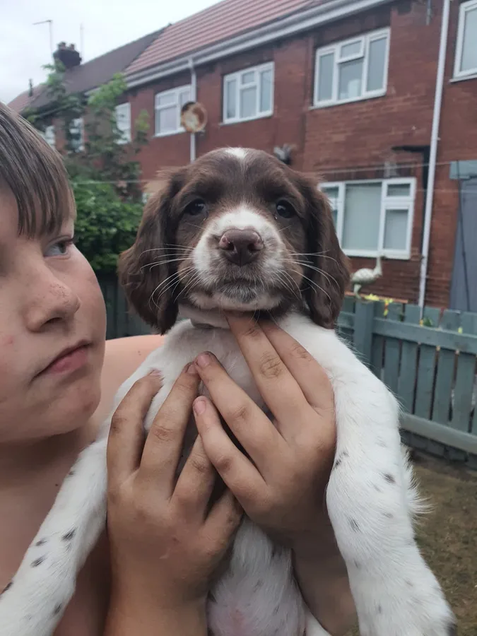 Springer spaniel pups