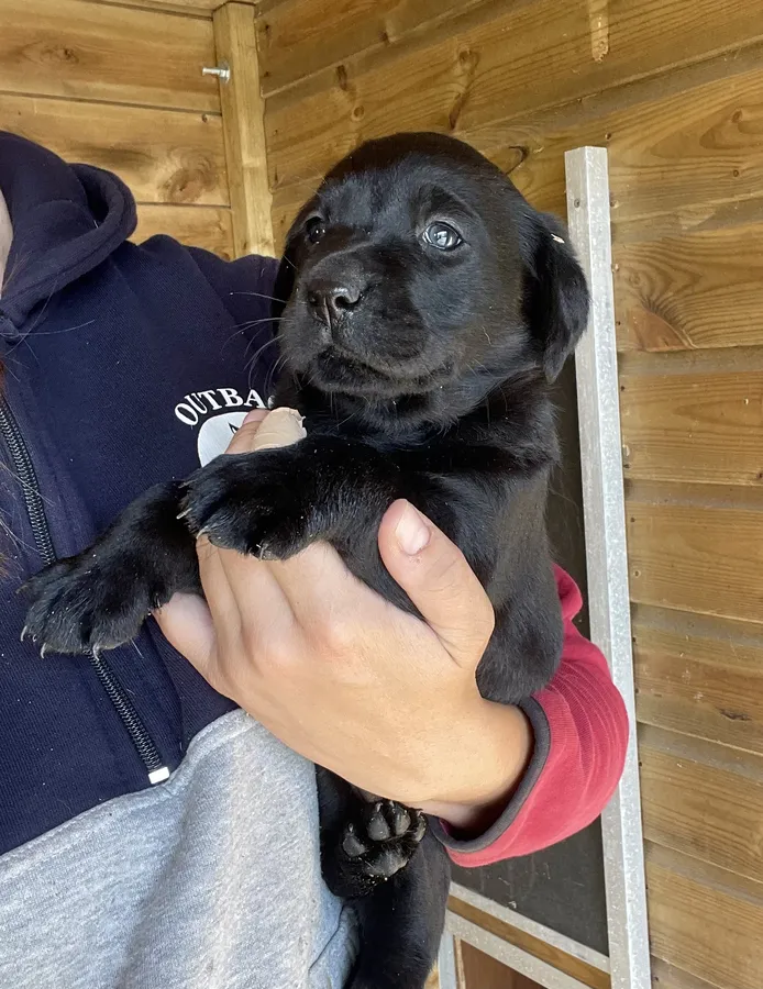 5 KC reg Labrador pups
