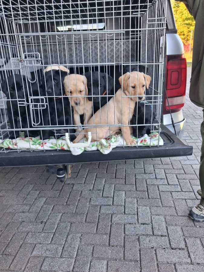 Superb litter of Lab Pups