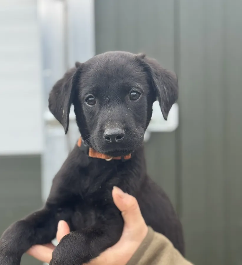 Lovely Labrador Puppies