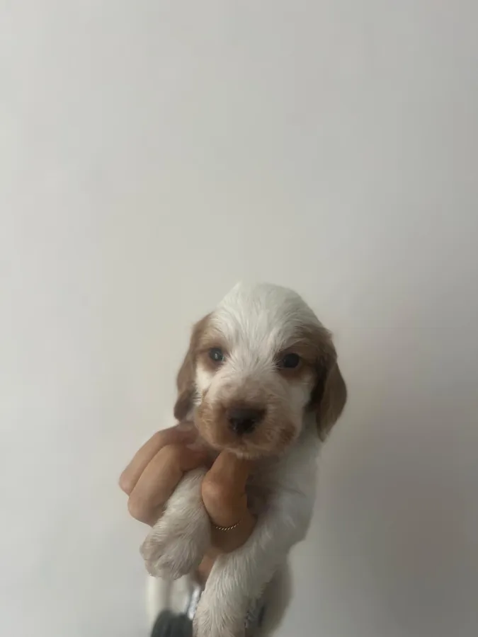 Working Cocker Spaniel Pups