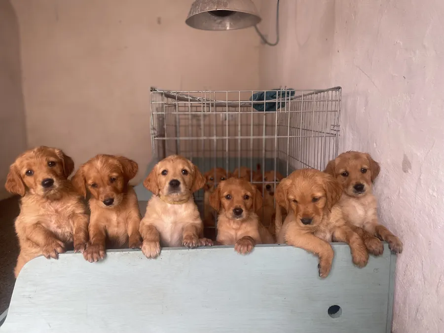 CrimblesGold Golden Retriever Puppies