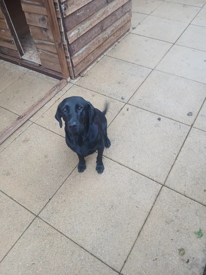 Black labrador girl for sale