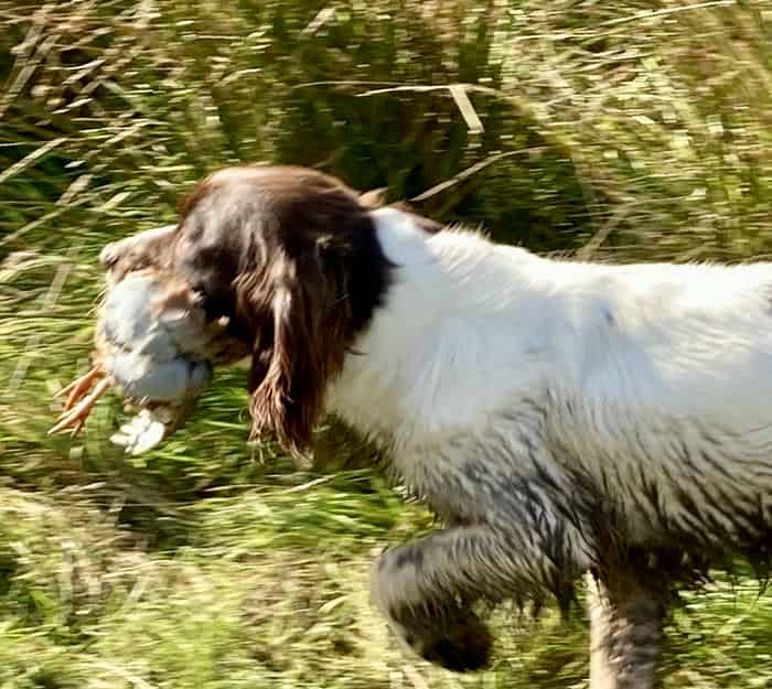 Health Tested English Springer Spaniel At Stud