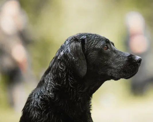 Exceptional KC FTCH Working Labrador Puppy Waiting List