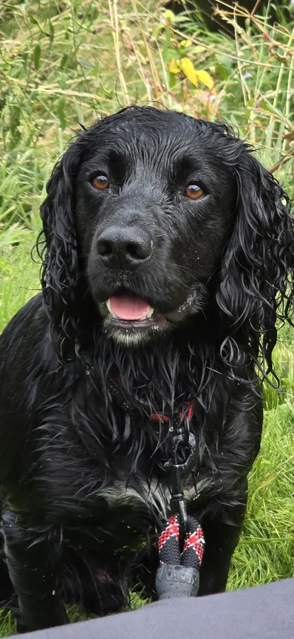 Exceptional stud dog