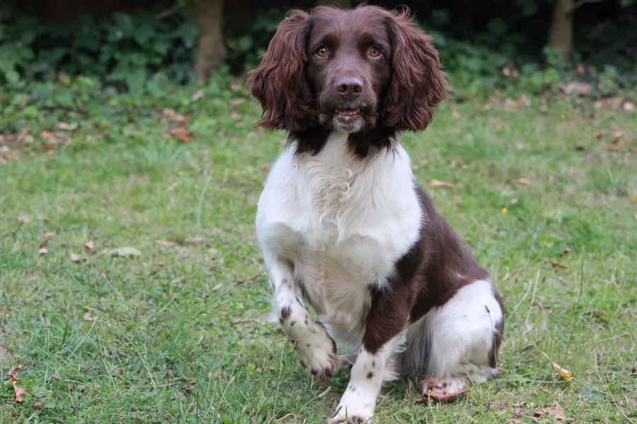 Kennel Club registered Springer Spaniel Stud