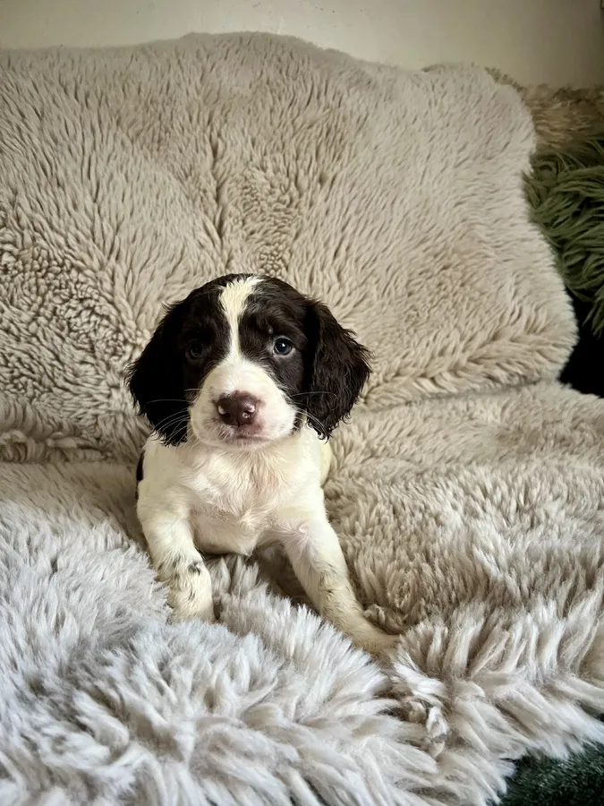 Stunning ESS Puppies For Sale
