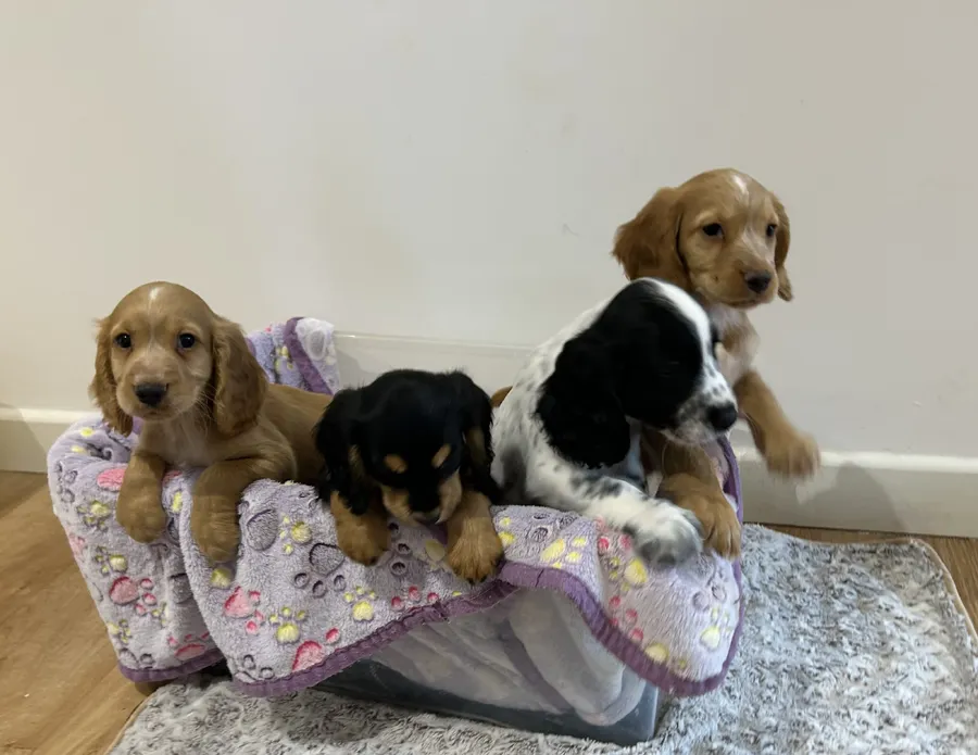 Outstanding litter KC Registered