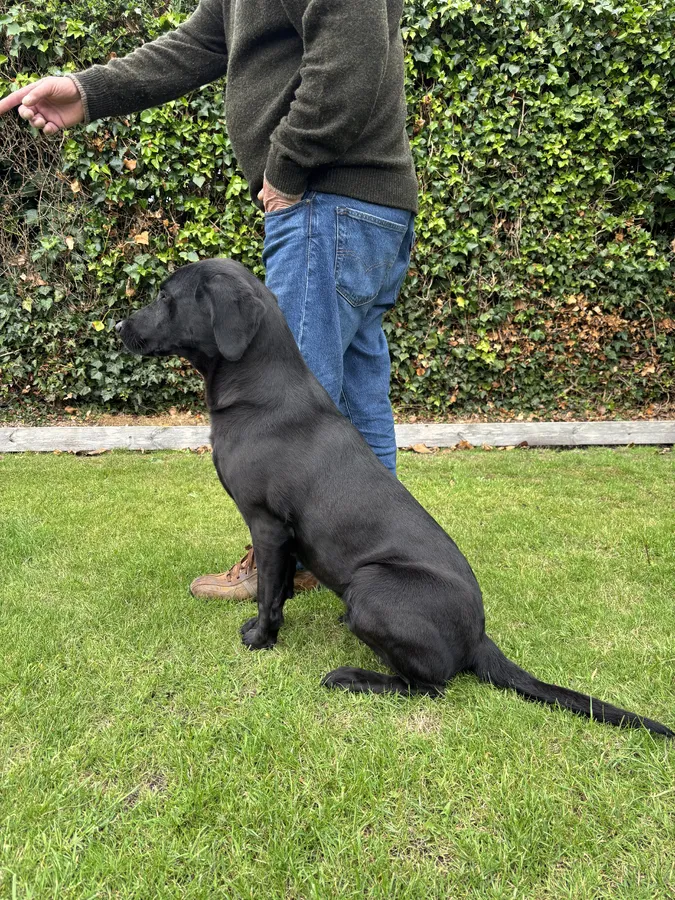 Fully trained black Labrador bitch