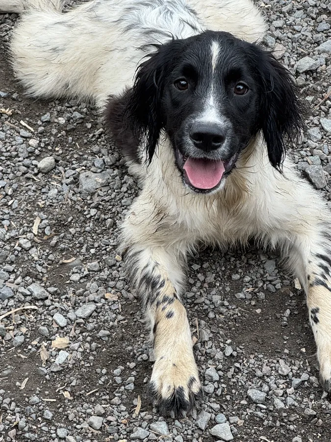 Springer dog pup