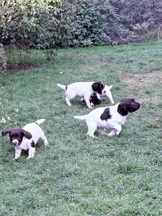 English Springer Spaniel Puppies tested working lines
